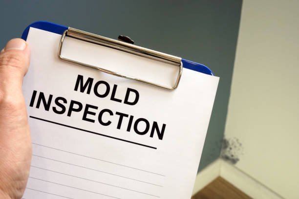 Why You Should Choose Our Mold Remediation Services in Dover Plains, NY